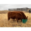 Image 2 : 1911 Farms (Meah & Chad Olsen) - 1 RWF Heifer (Pen 729)