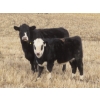 Image 11 : Sybouts Lake Farms Ltd. - 525# March Delivery Heifers - 85 Head (Gladmar, SK)