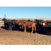 Image 2 : Hines Ranching Co. Ltd. - 1050# October Delivery Grass Heifers - 55 Head (Marwayne, AB)