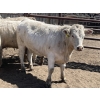 Image 8 : Lone Star Cattle Co. - 1000# June Delivery Heifers - 63 Head (Strathmore, AB)