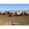 Image 2 : 6U Cattle Company - 980# April Delivery Steers - 65 Head (Manning, AB) VBP+