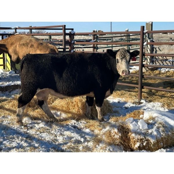 Resch Ranch - 1 Middle-Aged Cow (Pen 420) *Later Bred*