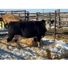 Image 1 : Resch Ranch - 1 Middle-Aged Cow (Pen 420) *Later Bred*