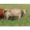 Image 7 : CF Livestock - 30 Pairs (Roblin, MB)
