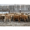 Image 2 : Lowe Ranches - 584# December Delivery Weaned Heifers - 92 Head (Nanton, AB)