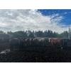 Image 11 : Chris Bartel - 1075# July Delivery Steers - 55 Head (Fort Vermilion, AB)
