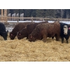 Image 6 : FM Livestock Company  - 740# January Weaned Steers - 78 Head (Bentley, AB)