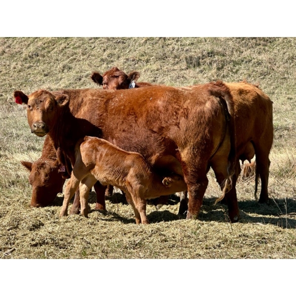 Meyer Cattle Inc. - 10 Red Angus X 3rd Calf Pairs (Lethbridge, AB)