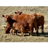 Image 1 : Meyer Cattle Inc. - 10 Red Angus X 3rd Calf Pairs (Lethbridge, AB)