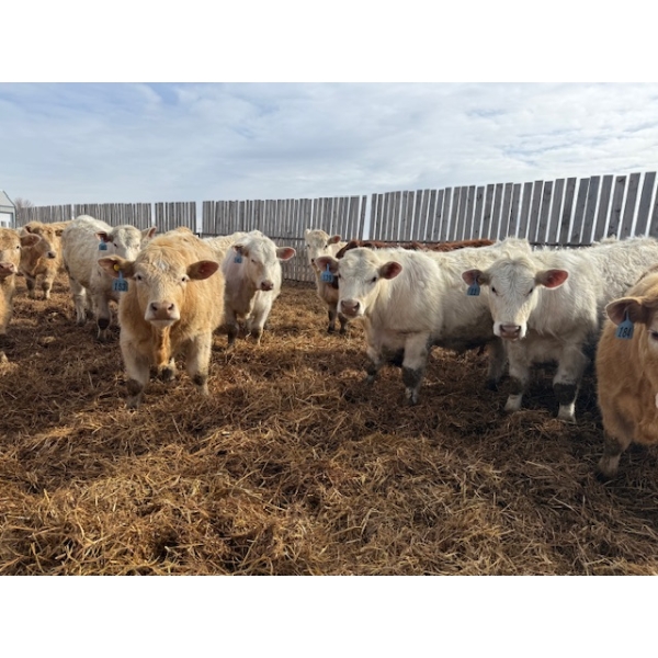Greg Trewin - 950# March/April Delivery Steers - 126 Head (Coulter, MB)
