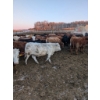 Image 6 : Rice Farms - 950# January Delivery Steers - 125 Head (Lacombe, AB)