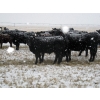 Image 7 : Coal Creek Ranching - 575# December Steer Calves - 85 Head (Brooks, AB)