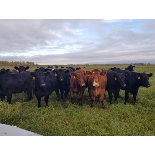 7L Ranch - 935# October Delivery Grass Heifers - 63 Head (Lakeland, MB)