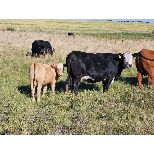 Farming Valley Ranch (Ben Tateson) - 540# November Delivery Heifer Calves - 100 Head (Cereal, AB)