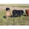 Image 1 : Farming Valley Ranch (Ben Tateson) - 540# November Delivery Heifer Calves - 100 Head (Cereal, AB)