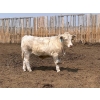 Image 7 : Dietrich Farms - 1075# June Delivery Steers - 170 Head (Mendham, SK)