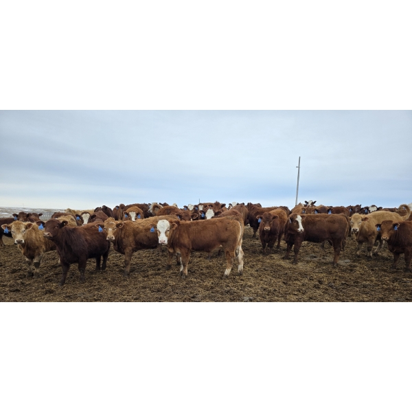 Cattlewood Farms Ltd. - 800# March Delivery Heifers - 215 Head (Stirling, AB)