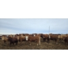 Image 1 : Cattlewood Farms Ltd. - 800# March Delivery Heifers - 215 Head (Stirling, AB)