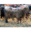 Image 9 : Hockridge Farms Ltd. - 770# March Delivery Heifers - 156 Head (Dauphin, MB)