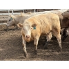 Image 13 : Douglass Agro - 940# June Delivery Heifers - 170 Head (Gem, AB)