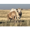 Image 4 : K Griffith Ranching - 585# November Delivery Steer Calves - 100 Head (Delia, AB)