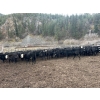 Image 4 : Frolek Cattle Co. - 635# March/April Delivery Heifers - 150 Head (Knutsford, BC)