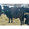 Image 11 : MG Cattle Co. Ltd. - 43 Oct/Nov Delivery Black/BBF Simm X Angus 2nd Calvers (Sangudo, AB)
