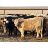 Image 5 : Copperfield Farming - 710# February Delivery Steers - 90 Head (Vauxhall, AB)