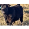 Image 14 : Jordan & Kelli Hoopfer - 660# November Delivery Steer Calves - 90 Head (Gadsby, AB)