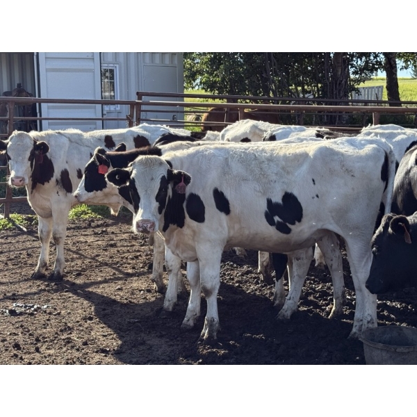 CS Livestock - 825# August Delivery Holstein Steers - 18 Head (Rimbey, AB)