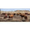 Image 2 : Ripple Rock Ranch - 710# June Delivery Heifers - 88 Head (Fincastle, AB)