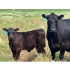 Image 6 : 9X Enterprises - 560# October Delivery Steer Calves - 75 Head (Patricia, AB)