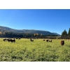 Image 23 : Squaw Valley Ranch - 850# October Delivery Steer Calves - 72 Head (Lumby, BC)