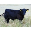 60  Cody Plumb  640 Steer Calves  35 Head (Enchant, AB)