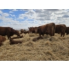 Image 13 : Rolling N Ranches (Nolan & Amanda Osadczuk) - 8 Red Simm Heifer Pairs (Pen F10)