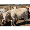Image 16 : Dennis Bjelland - 975# May Delivery Heifers - 45 Head (Patricia, AB)