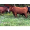 Image 4 : Little Rainbow Ranch - 50 Red & RBF Simm X Angus & Angus AI Bred Heifers (Moosomin, SK)
