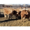 Image 7 : Stankievech Ranches - 770# January Delivery Steers - 80 Head (Trochu, AB)