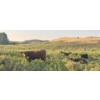 Image 10 : Wyatt & Meg Isaacson - 965# Sept/Oct Delivery Grass Steers - 315 Head (Killdeer, SK)