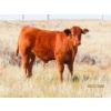 Image 12 : Leonard Lundquist/Andrew Ranching - 675# October Delivery Steer Calves - 90 Head (Rolling Hills, AB)