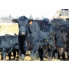 Image 4 : Rob Mossey - 850# March Delivery Steers - 148 Head (Vauxhall, AB)