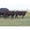Image 15 : Pleasant Vista Farms - 675# October Delivery Steer Calves - 90 Head (Peebles, SK)