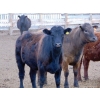 Image 5 : Habraken Farms Ltd. - 1000# May Delivery Heifers - 30 Head (Scandia, AB)