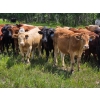 Image 5 : Ranahan Ranch - 700# June/July Delivery Grass Steers - 84 Head (Whitewood, SK)