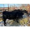 Image 2 : 98 Ranch - 2 Second & Third Calvers (Pen 115) *Later Calving*
