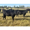 Image 3 : Chris, Debbie & Dwayne Wimmer - 820# September Delivery Grass Heifers - 72 Head (Lundar, MB)