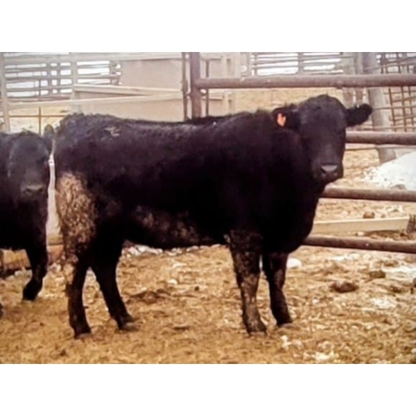 Double X Management - 950# January Delivery Yearling Heifers - 124 Head (Langruth, MB)