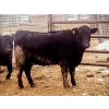 Image 1 : Double X Management - 950# January Delivery Yearling Heifers - 124 Head (Langruth, MB)