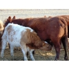 Image 9 : Ugly Head Feeders - 675# November Steer Calves - 75 Head (Killam, AB)