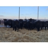 Image 5 : Graham Alexander - 5 Red Young Cows (Pen 407 - 409)